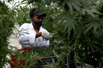 African cannabis market hits new high