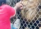 Lion bites off finger of staff member at Jamaica Zoo