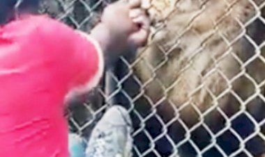 Lion bites off finger of staff member at Jamaica Zoo