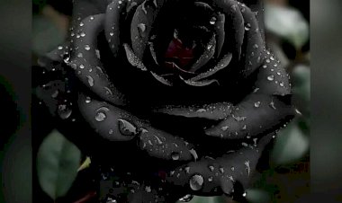 Intersectionality and what’s lost in translation: what and how can funders and grant donors do to support self-determination and economic empowerment of African and African Caribbean Neurodivergent and Disabled people’s organisations in London. Part 2