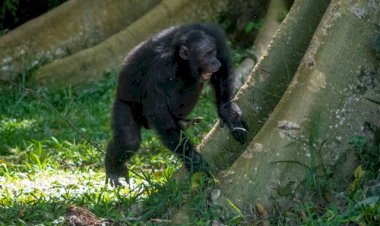 The roots of rhythm: Chimpanzee drumming shares the building blocks of human musicality